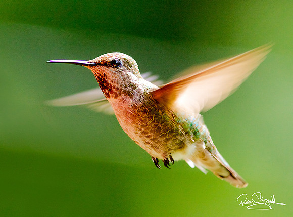 Calliope Hummingbird