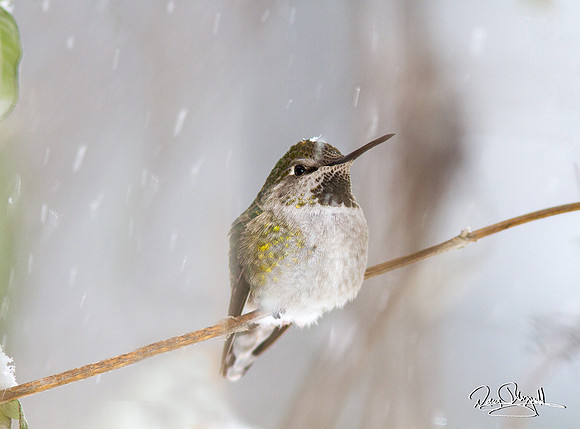 Hummingbird in the snow