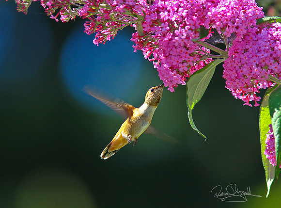 Hummingbird & Buttterfly Bush
