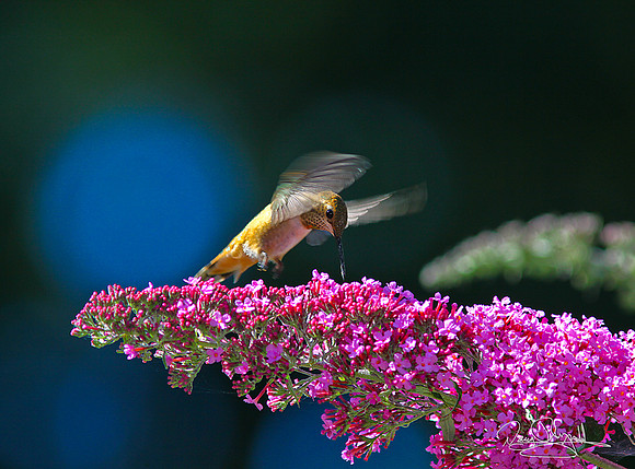 Hummingbird & Buttterfly Bush