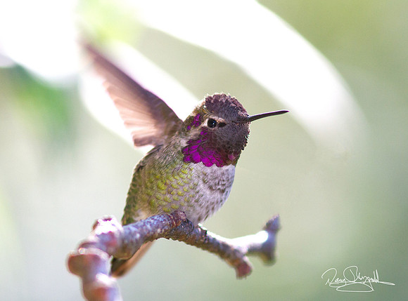 Ann's Hummingbird