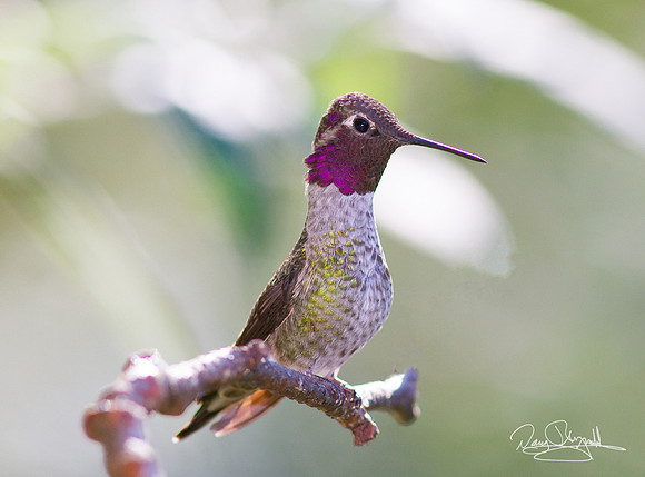 Ann's Hummingbird