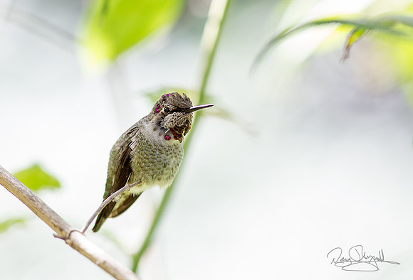 Humbird in a Bush