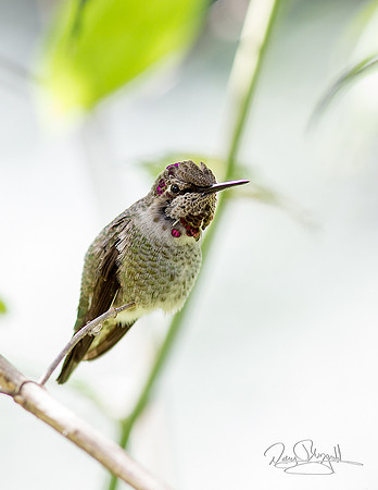 Humbird in a Bush