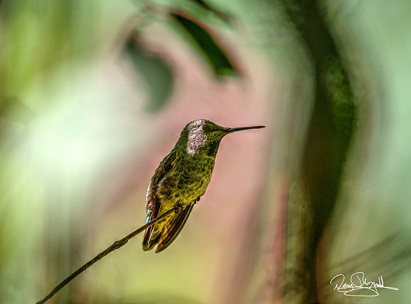 Humming Bird in the Shadows