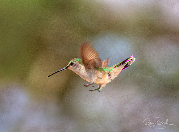 Hummingbird Flying