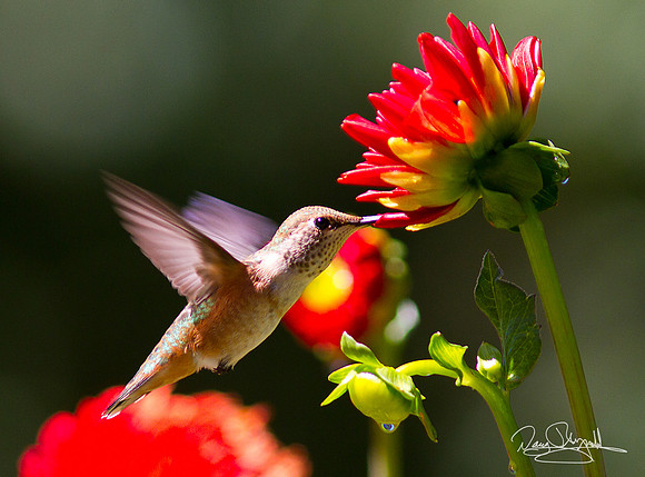 Hummingbird Flying and Feeding on Flowers