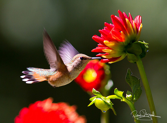 Hummingbird Flying and Feeding on Flowers