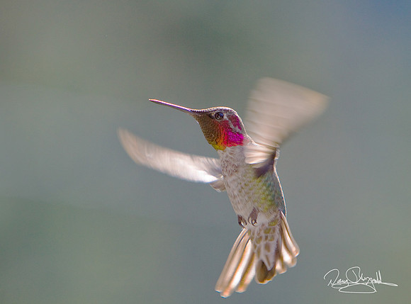 Hummingbird Flying