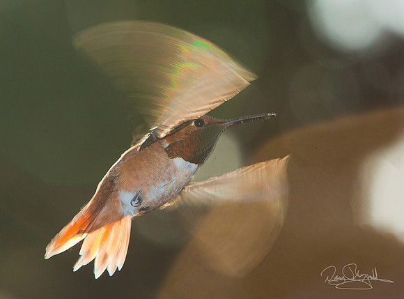 Rufas Hummingbird Flying