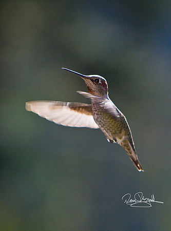Humming Bird