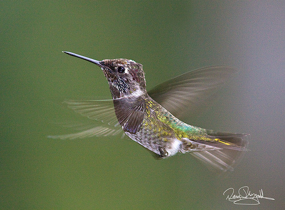 Hummingbird Flying
