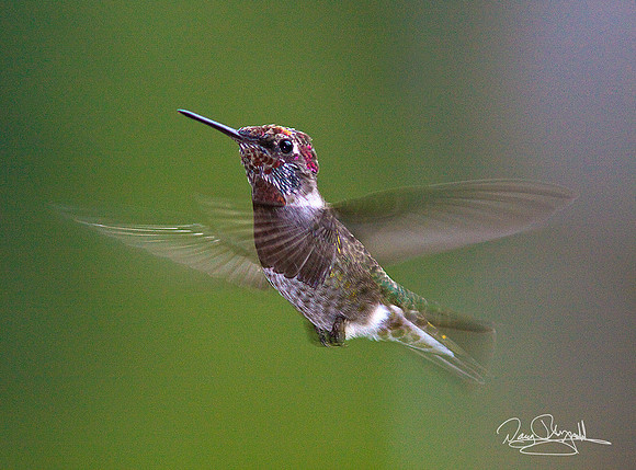 Hummingbird Flying