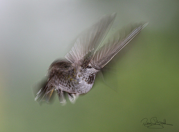 Hummingbird flying