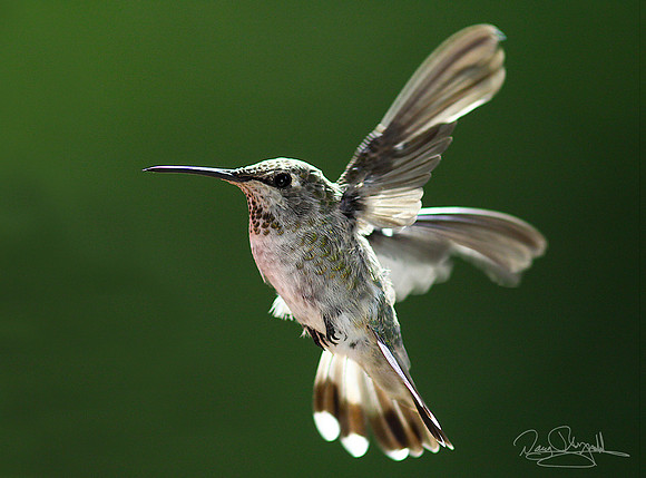 Hummingbird flying