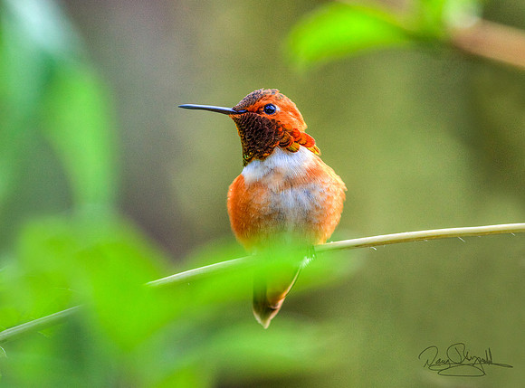 Hummingbird on a Stick