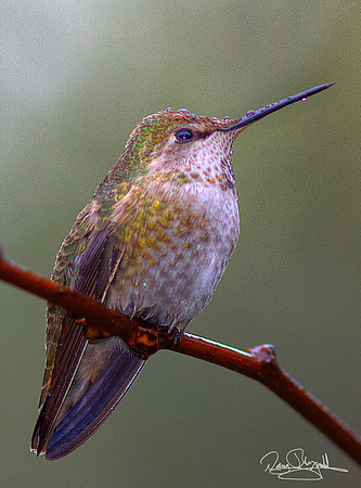 Hummingbird on a Stick