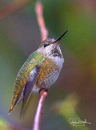 Hummingbird on a Stick