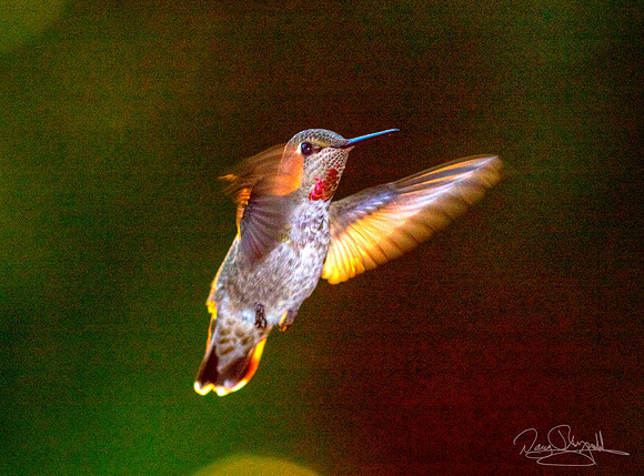 Hummingbird