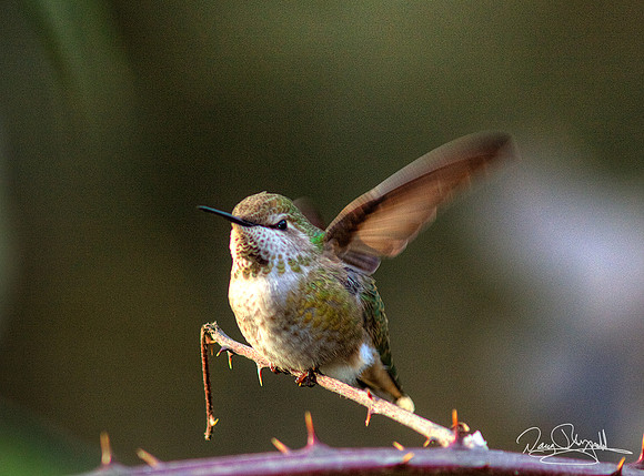 Hummingbird on a Stick
