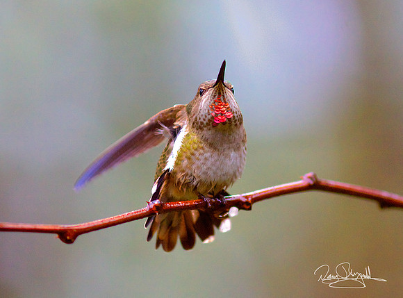 Hummingbird on a Stick