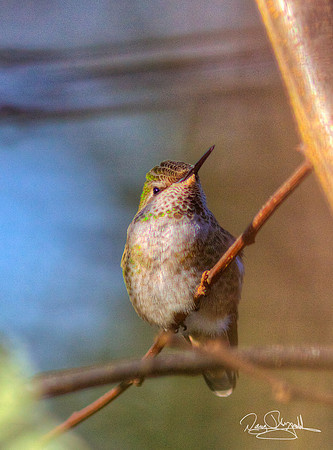 Hummingbird on a Stick