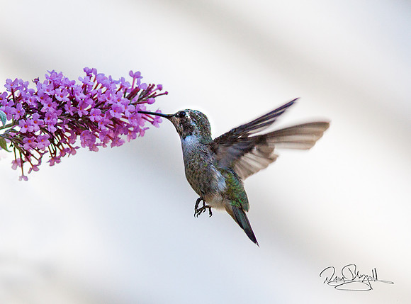 Hummingbird Flying near Butterfly Bush