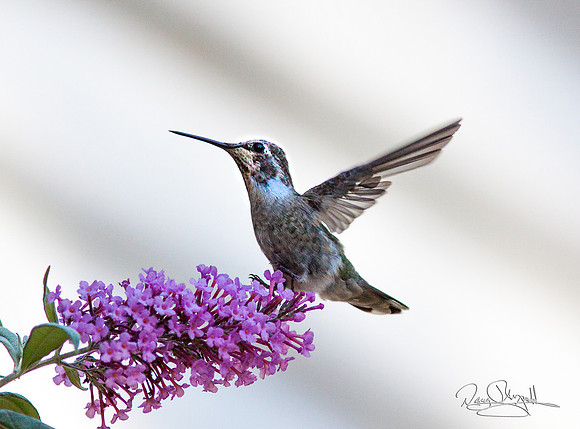 Hummingbird Flying near Butterfly Bush