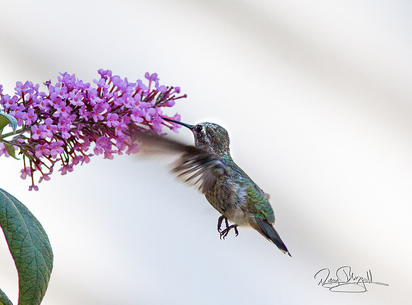 Hummingbird Flying near Butterfly Bush