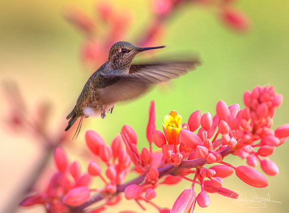 Hummingbird flying