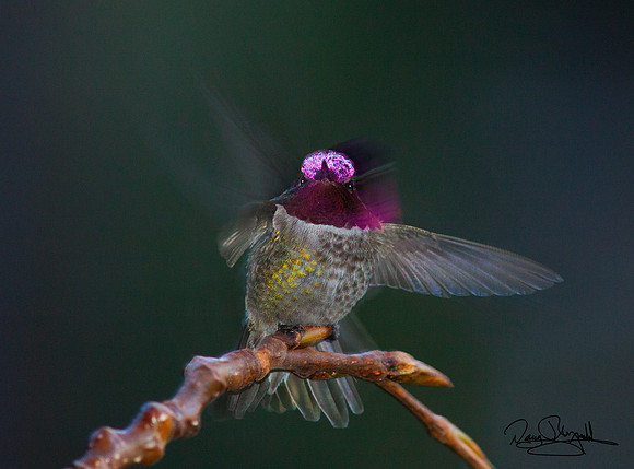 Hummingbird on a Stick