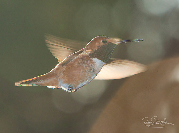 Rufas Hummingbird Flying