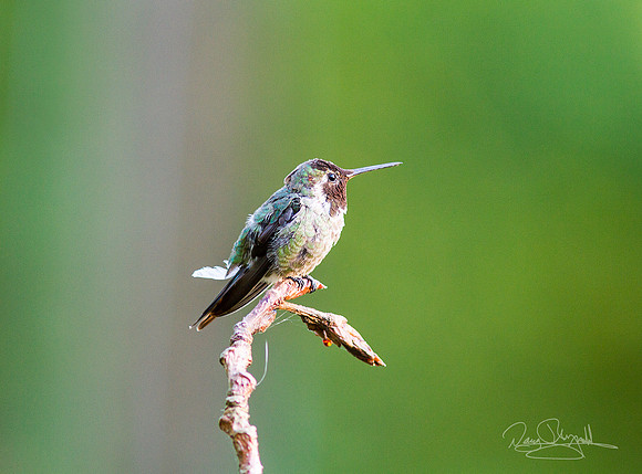 Hummingbird on a Stick 3