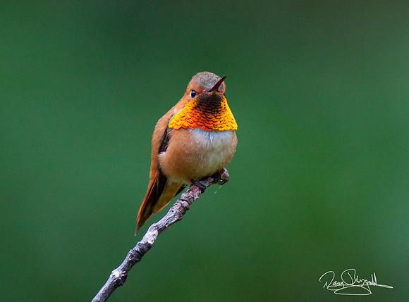 Hummingbird on a Stick