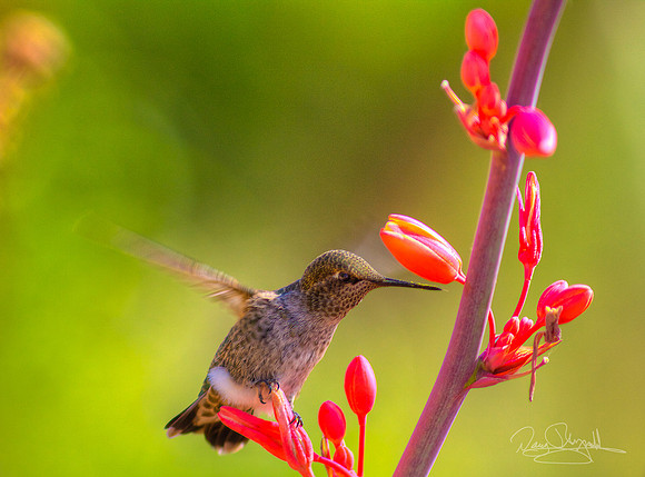 Hummingbird flying