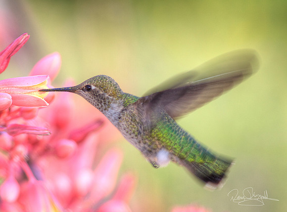 Hummingbird Flying