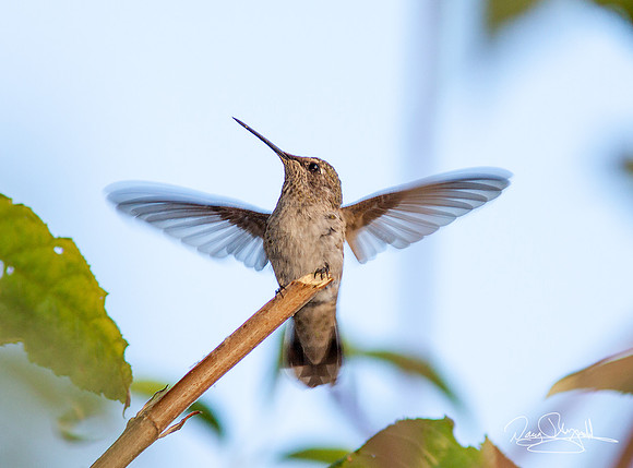 Hummingbird on a Stick