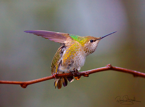 Hummingbird on a Stick