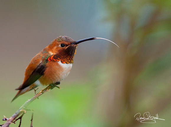 Hummingbird on a Stick