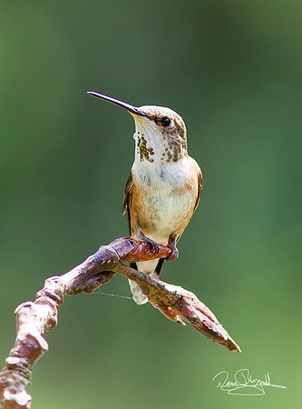 Hummingbird on a Stick