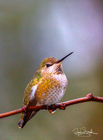 Hummingbird on a Stick