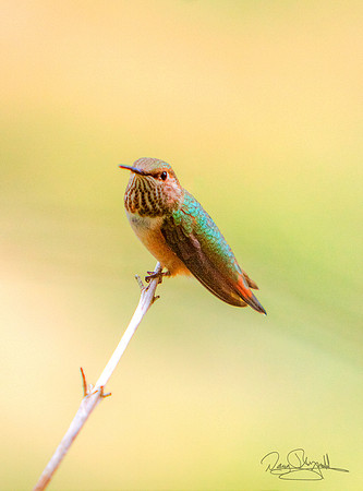 Hummingbird on a Stick