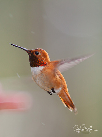 flying; Rufous Hummingbird