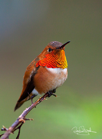 Hummingbird on a Stick