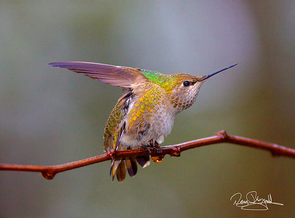 Hummingbird on a Stick