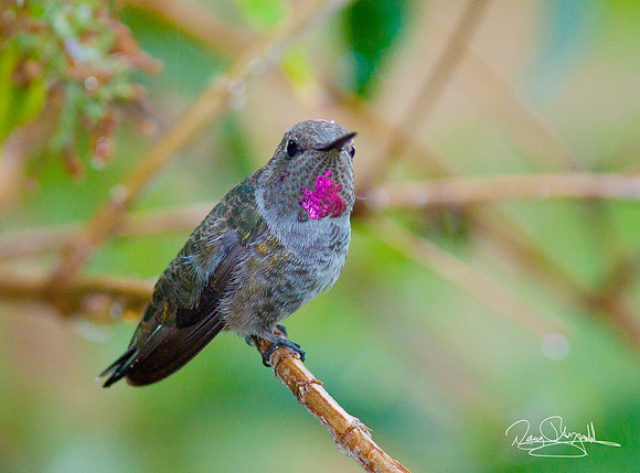 Hummingbird