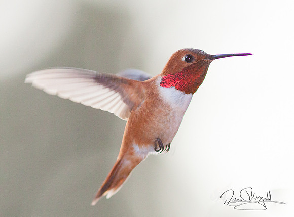 Hummingbird Flying
