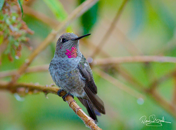 Hummingbird