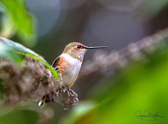 Hummingbird on a Stick
