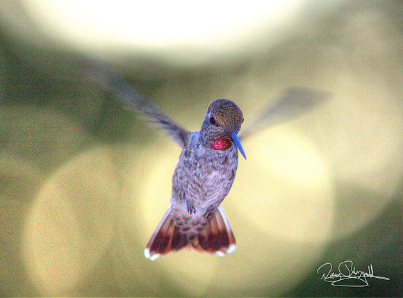 Hummingbird